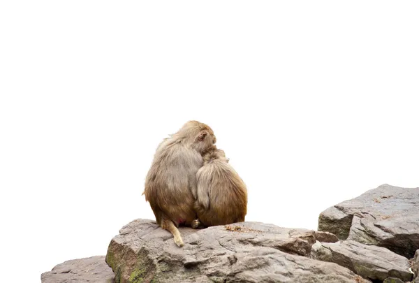 Two monkey — Stock Photo, Image