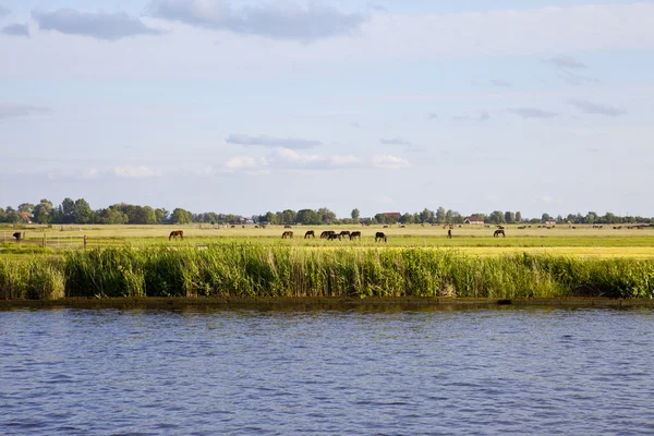 Holenderski pejzaż z wody, trawy i konie — Zdjęcie stockowe