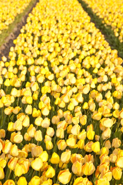 Field of beautiful yellow Dutch tulips — Stock Photo, Image