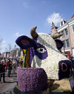 Haarlem, Hollanda - 21 Nisan 2013: Haarlem, Hollanda çiçek geçit üzerinde 21 Nisan 2013, çiçekli Hollandalı inek. yıllık çiçek geçit bir milyon ziyaretçi ile benzersiz bir olaydır.