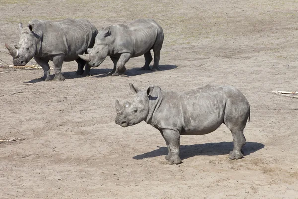 Três rinocerontes brancos ou rinocerontes de lábios quadrados (Ceratotherium simum ) — Fotografia de Stock