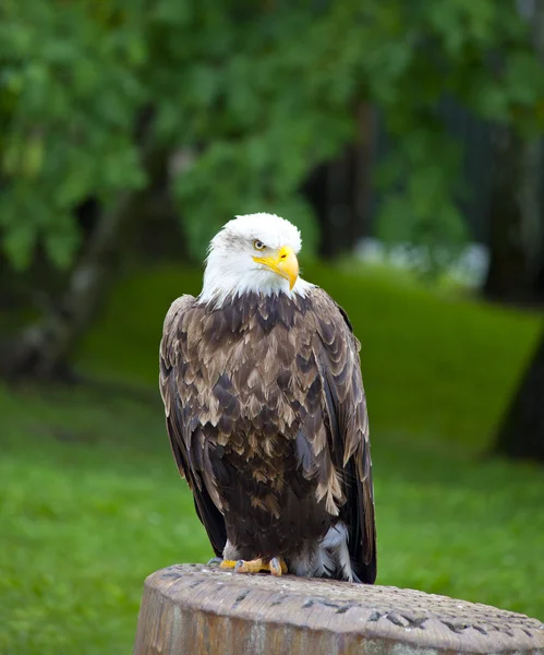 Sea ??eagle with white head standing — Stock Photo, Image