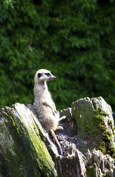 Meerkat looking on tree trunk — Stock Photo, Image