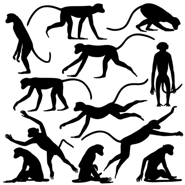 猴子的姿势 — 图库矢量图片