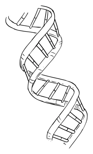 Double helix cartoon Vector Art Stock Images | Depositphotos