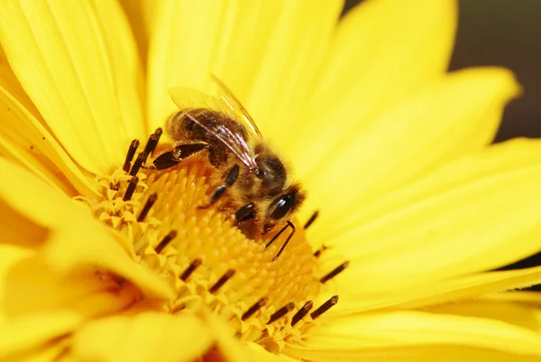 Bee op gele maruertie bloem — Stockfoto