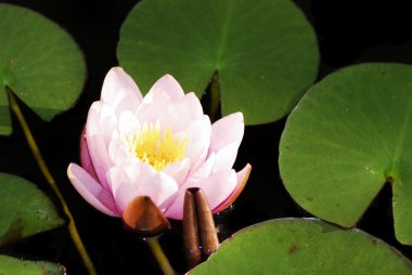 Lotus çiçeği.