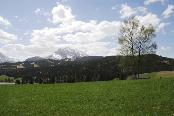 Alpina äng — Stockfoto