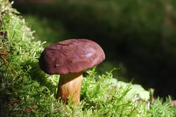 湾の bolete — ストック写真