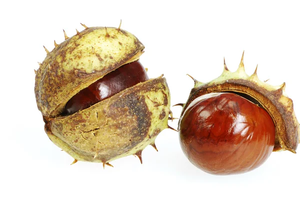 Conkers — Stock Photo, Image