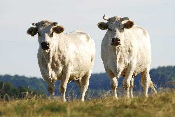 ฝูงวัว — ภาพถ่ายสต็อก