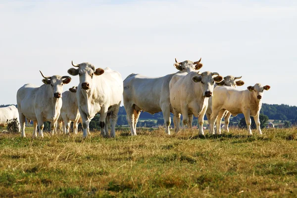 Cattle Herd — Stock Photo, Image