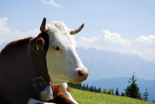 วัวกับกระดิ่งวัว — ภาพถ่ายสต็อก