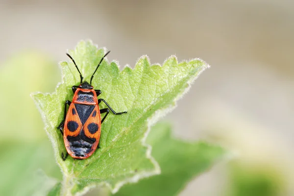 Firebug — Φωτογραφία Αρχείου