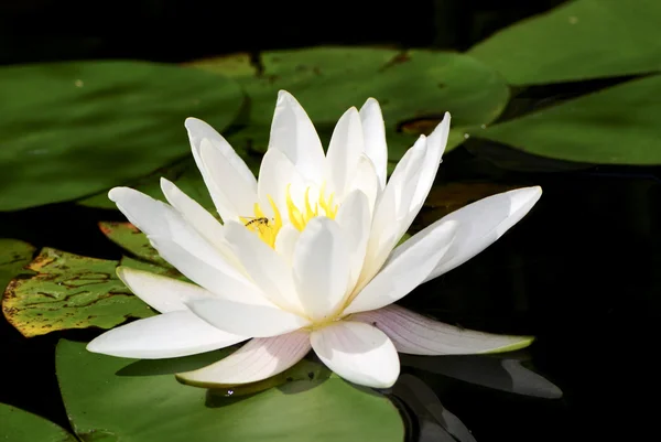 Lotus blanc — Photo