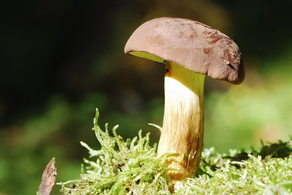 Baía Bolete — Fotografia de Stock