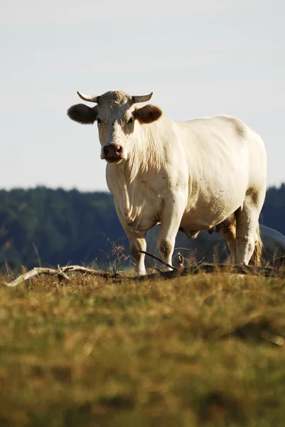 White Cow — Stock Photo, Image