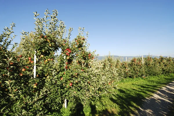 Plantación de manzana — Foto de Stock