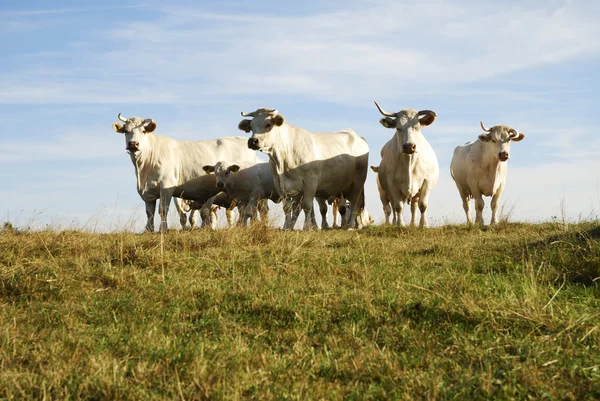 Стадо скота — стоковое фото