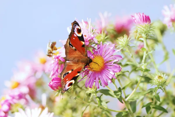 Mariposa del pavo real — Foto de Stock