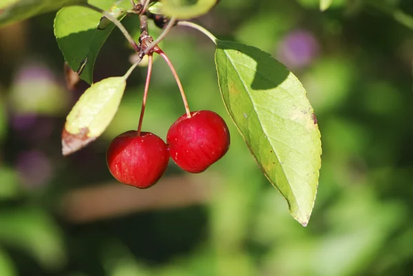 Apple twig — Stock Photo, Image