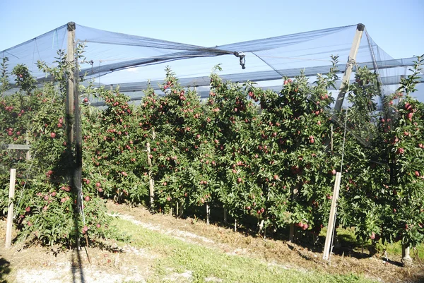 Plantación de manzana — Foto de Stock