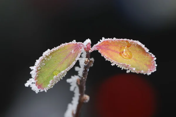 Feuilles givrées — Photo