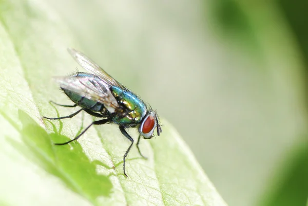 Fliegenmakro — Stockfoto