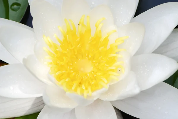 Water lily — Stock Photo, Image