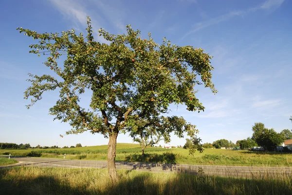 Apple Tree — Stock Photo, Image