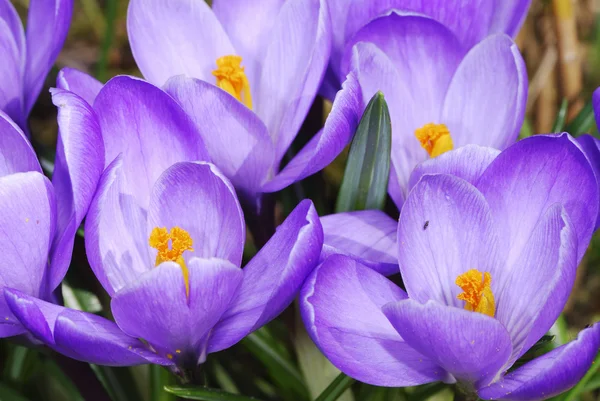 Crocus květiny — Stock fotografie