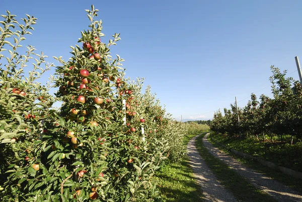 Plantación de manzana — Foto de Stock