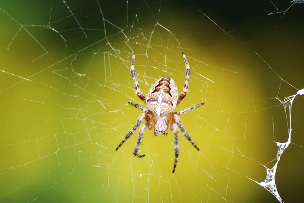 Aranha de jardim — Fotografia de Stock