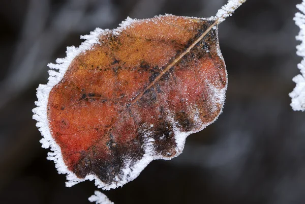 Frostade löv — Stockfoto