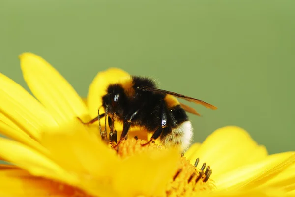 Bumbelbee op gele bloem — Stockfoto