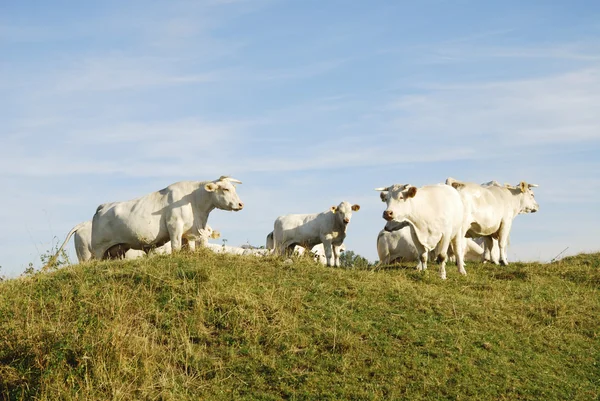 ฝูงวัว — ภาพถ่ายสต็อก