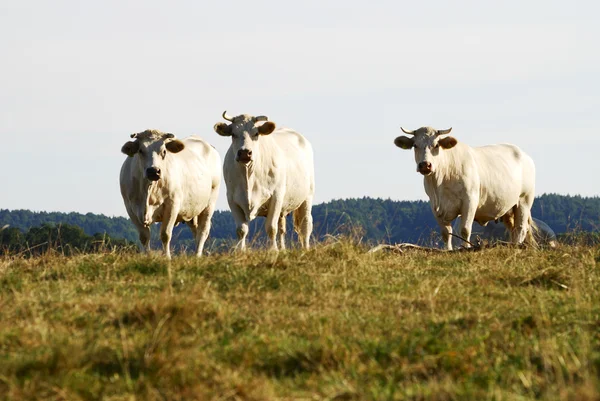 Mandria di bovini — Foto Stock