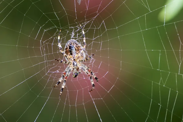 花园蜘蛛 — 图库照片
