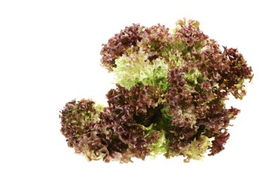 barda perimetral en dinard Costa, Bretaña, Francia