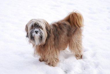 erkek Tibet terrier