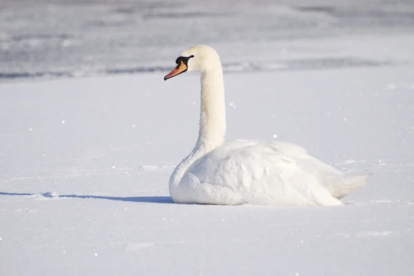 Swan in Winter — Stock Photo, Image