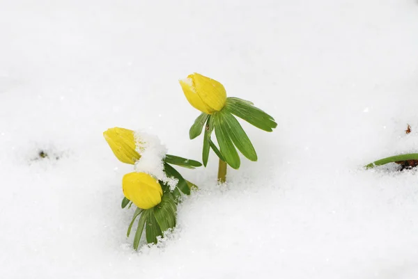 Ultima neve in primavera — Foto Stock