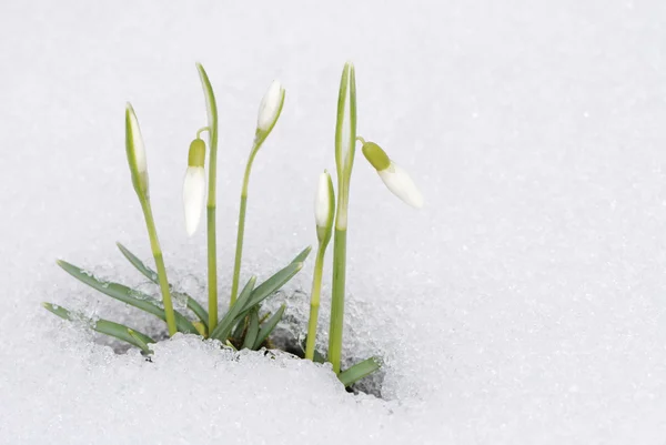 Ultima neve in primavera — Foto Stock