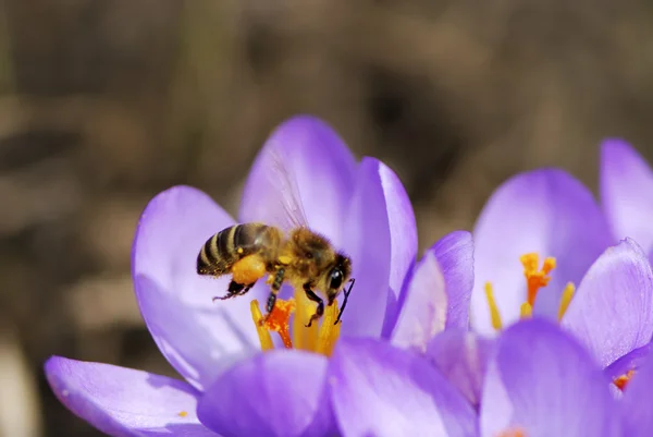 Flying Honeybee — Stock Photo, Image