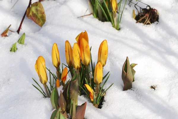 Crocus knoppen in de sneeuw — Stockfoto