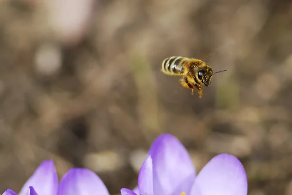 Flygande honungsbinas — Stockfoto