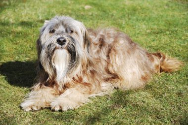 erkek Tibet terrier