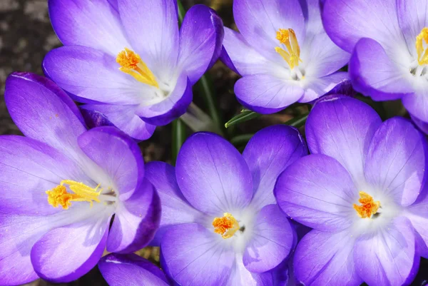 クロッカスの花 — ストック写真