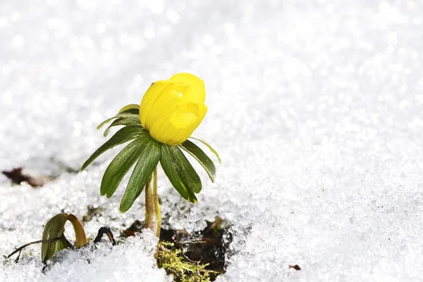 Last snow in spring — Stock Photo, Image