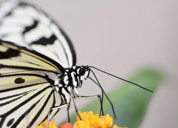Egzotik kelebek — Stok fotoğraf